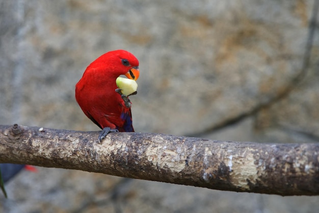 Edler roter Papagei exotische Vögel Der Papagei frisst Obst unscharfer Hintergrund