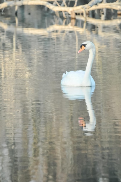 Edler weißer Schwan in der Wasseroberfläche