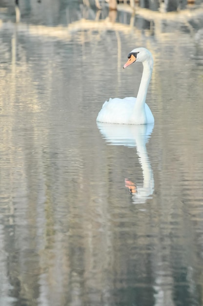 Edler weißer Schwan in der Wasseroberfläche