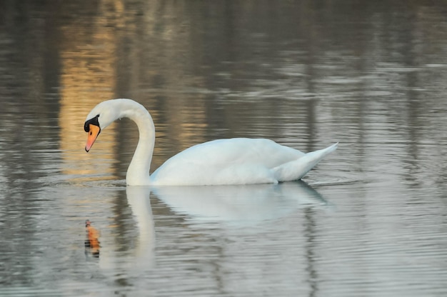 Edler weißer Schwan