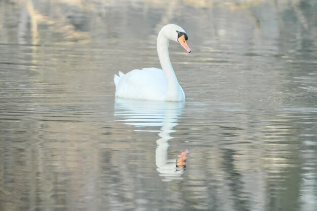 Edler weißer Schwan