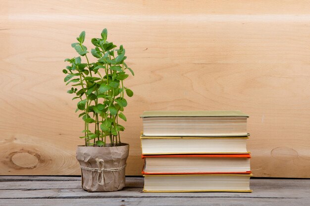 Educação e leitura de livros de conceito e planta verde