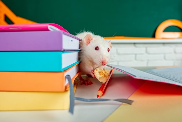 Educação, estudo, livro sobre ratos, animais de laboratório.