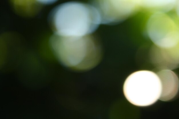 Efecto bokeh verde natural