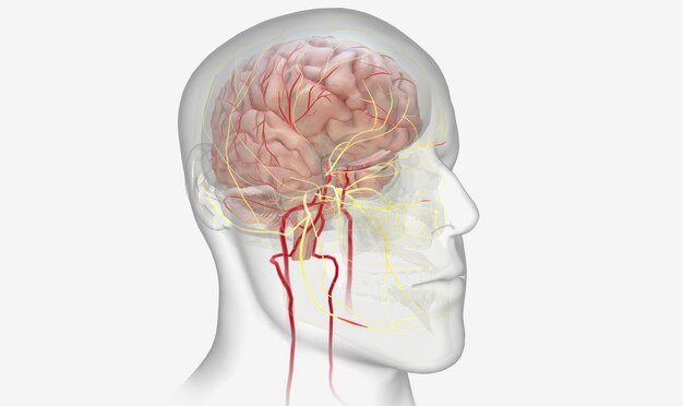 Foto efectos dolorosos de la migraña en el cerebro