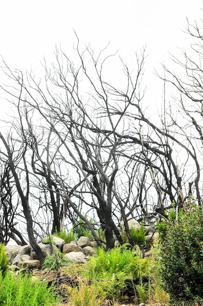 Efectos del fuego en un bosque