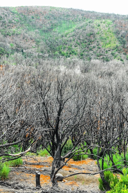 Efectos del fuego en un bosque