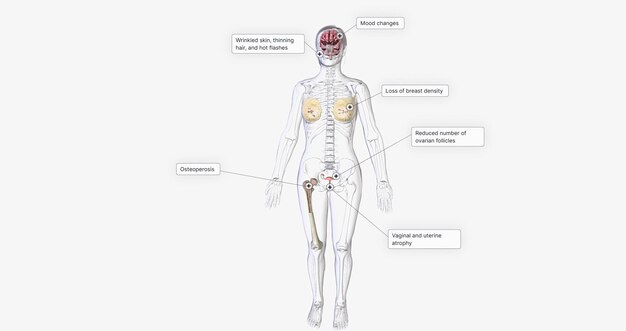 Foto los efectos de la menopausia en los órganos