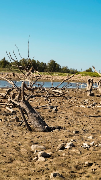 Efeitos da seca. Árvore derrubada e com suas raízes no ar e seca em um lago na Extremadura com