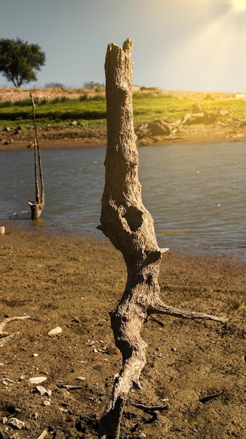 Efeitos da seca. Árvore derrubada e com suas raízes no ar e seca em um lago na Extremadura com