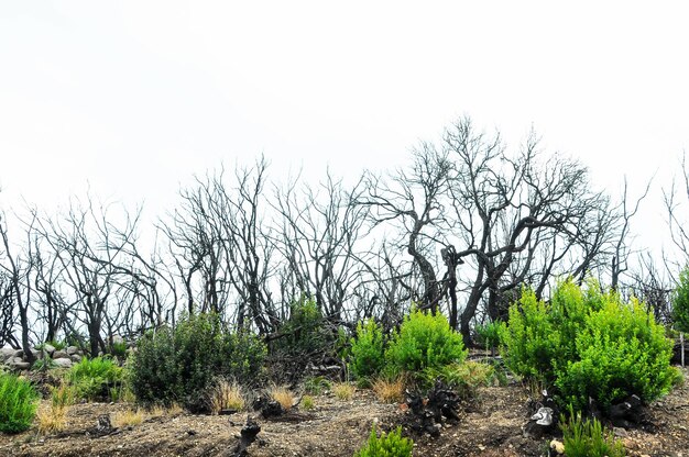 Efeitos do fogo em uma floresta, nas Ilhas Canárias, Espanha