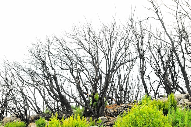 Efeitos do fogo em uma floresta, nas Ilhas Canárias, Espanha