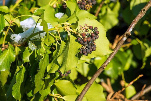 Efeu in der Hohensalzburger Festung im Winter Hedera Blätter im Januar