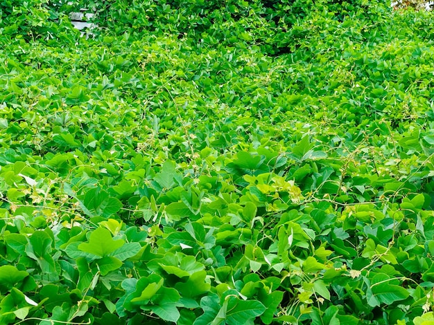 Efeu mit großen grünen Blättern kriecht über den Boden