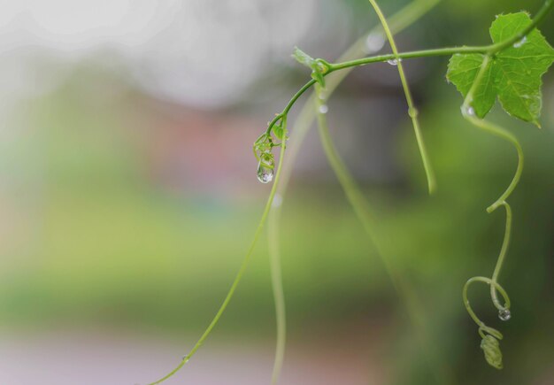 Efeu umarmt Wassertropfen nach Regen