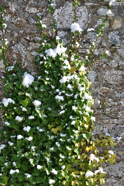 Efeu unter dem Schnee in der Bretagne