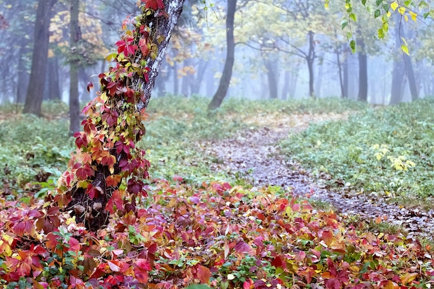 Efeu windet sich um einen Baum im Herbstpark auf beiden Seiten der Gasse. Bunte Bäume im Herbstpark