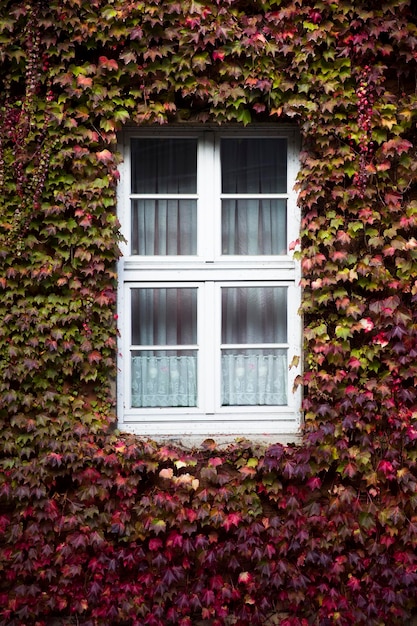 Efeublätter im Herbst