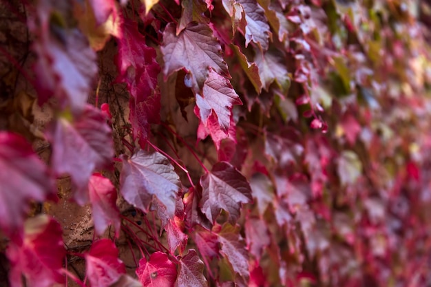 Efeublätter im Herbst