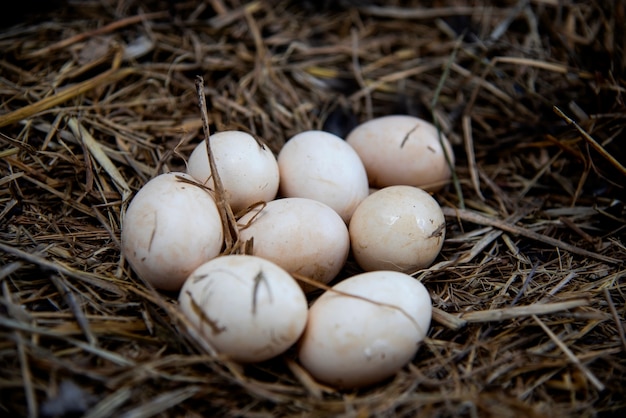 Egg Huhn auf dem Stroh