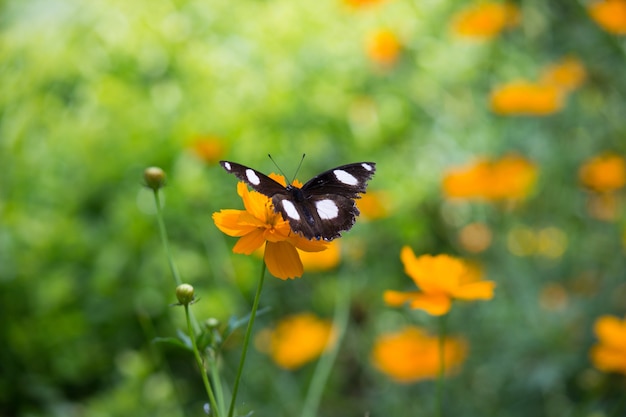 Eggfly borboleta r pairando e descansando sobre as plantas de flores durante a primavera