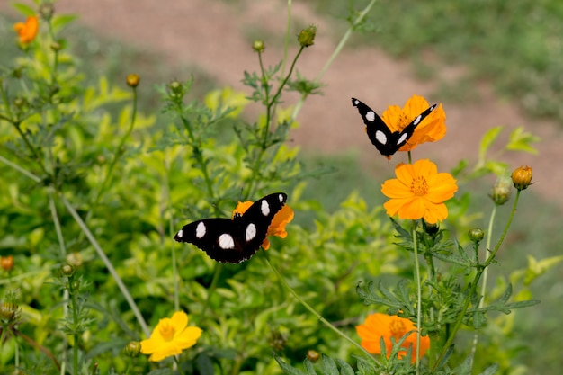 Eggfly Butterfllies sentado nas flores rodeadas por vegetação