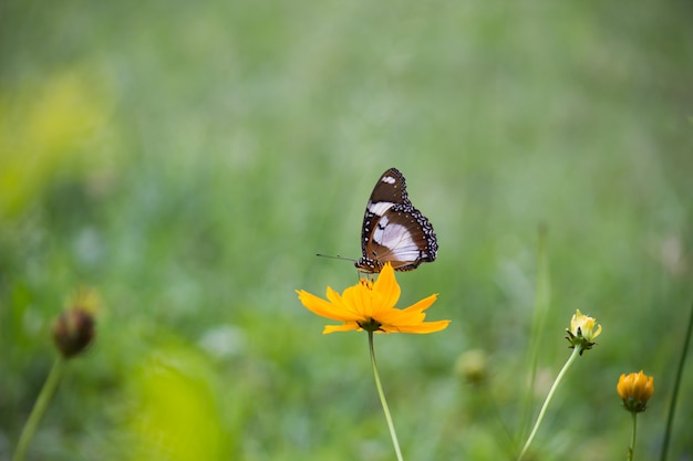Eggfly Butterfly on the Flower in seinem natürlichen Lebensraum