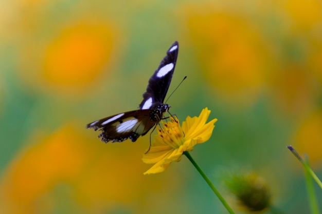 Eggfly butterfly r flotando y descansando sobre las plantas de flores durante la primavera