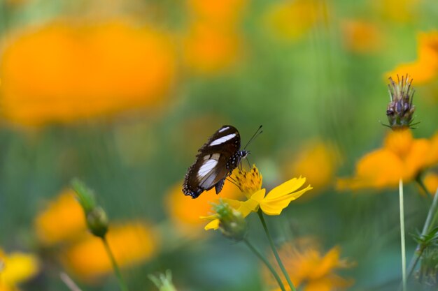 Eggfly butterfly r flotando y descansando sobre las plantas de flores durante la primavera