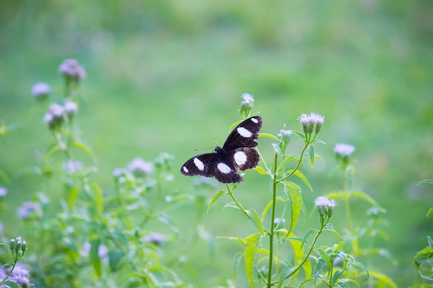 Eggfly