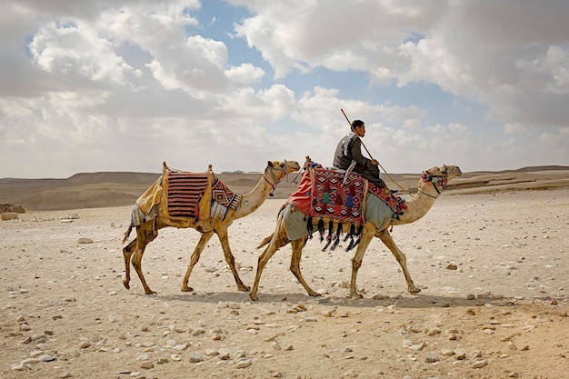 Foto egípcio montando um camelo no deserto