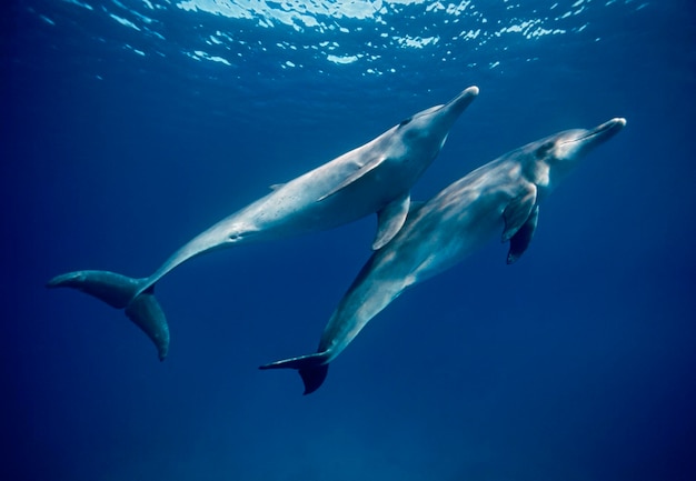 EGIPTO HURGHADA Delfines salvajes del Mar Rojo en aguas abiertas