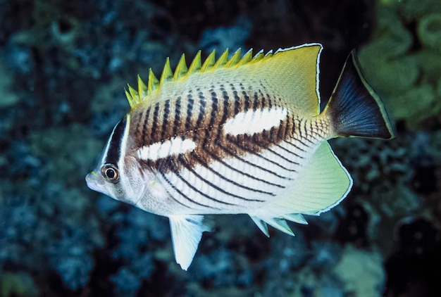 Egipto, Mar Rojo, Sharm El Sheikh, foto UW, peces tropicales - ESCANEO DE PELÍCULA