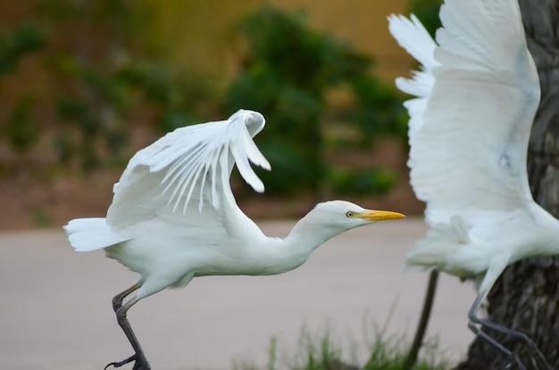 Egipto pájaro blanco en un prado verde