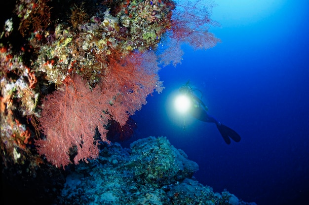 EGITO, Mar Vermelho; fãs tropicais do mar vermelho e um mergulhador