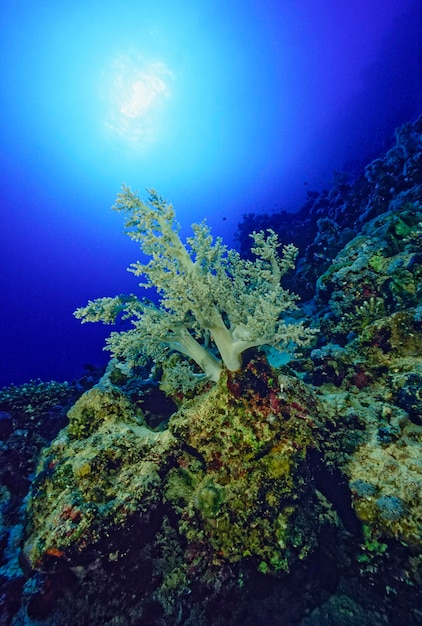 EGITO, Mar Vermelho; recife de coral mole