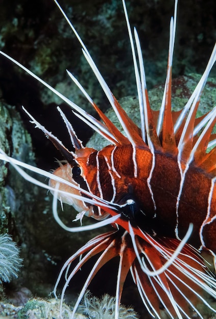 EGITO, Sharm El Sheikh, Mar Vermelho, foto UW, peixe escorpião (Pterois radiata) - FILM SCAN