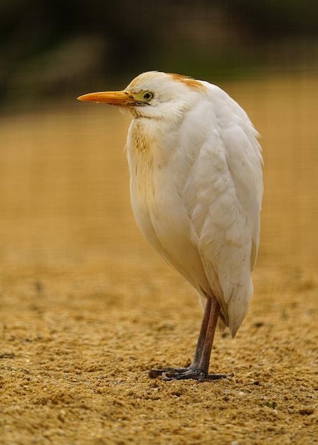 Egret De Gado