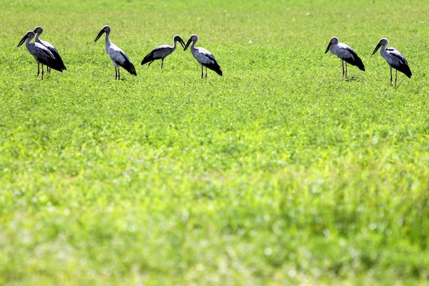 Egret é um grupo no prado.