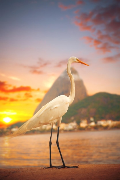 Egret se encuentra en una puesta de sol