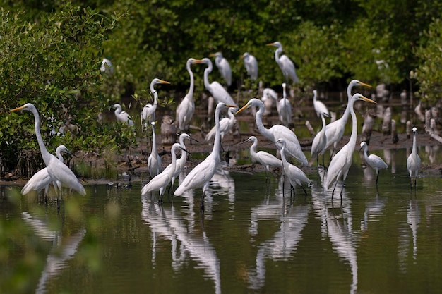 Egret forrajeando en el bosque de manglar
