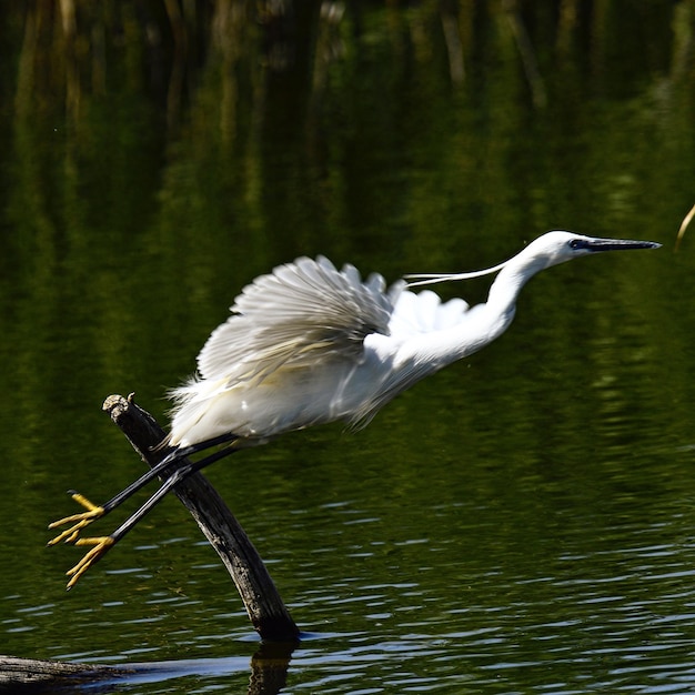 Egret im See