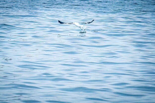 Egret pescando en el mar de la bahía de Vitoria, estado de Espirito Santo, Brasil