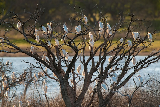 Egret en vuelo provincia de La pampa, Patagonia, Argentina