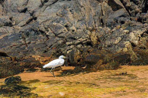 Foto egreta blanca caminando en el agua y entre las rocas en un día soleado en salvador bahia