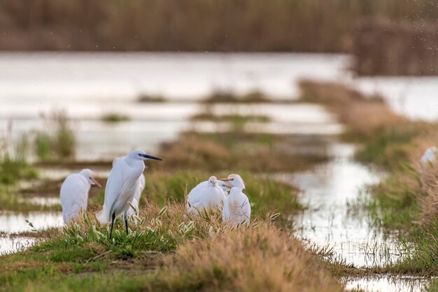 Egrets versammeln sich in städtischen Feuchtgebieten in der Dämmerung