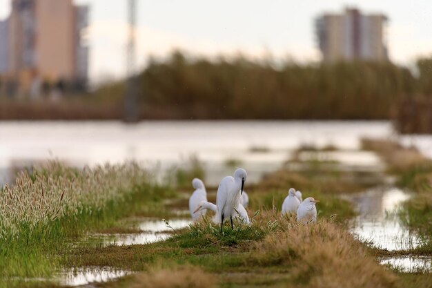 Egrets versammeln sich in städtischen Feuchtgebieten in der Dämmerung