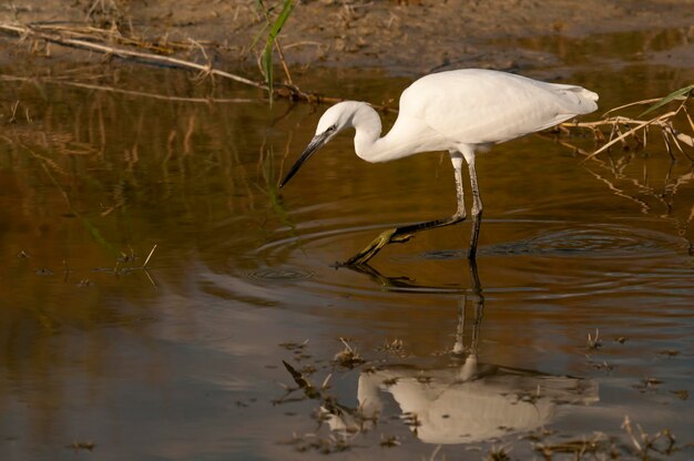 Egretta garzetta - A garça-branca é uma espécie de ave pelecaniforme da família Ardeidae.