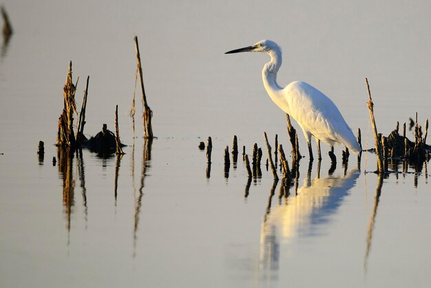 Egretta garzetta - a garça-branca é uma espécie de ave pelecaniforme da família ardeidae.