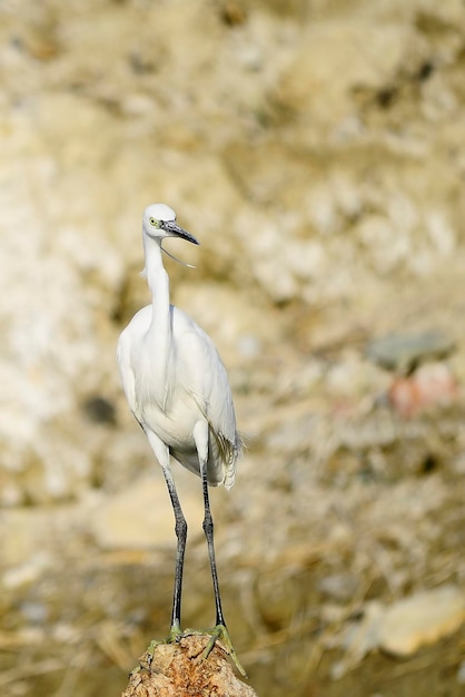 Egretta garzetta - Der Seidenreiher ist eine pelecaniforme Vogelart aus der Familie der Ardeidae.